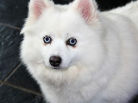 Pomsky Welpen - weiße Bärchen