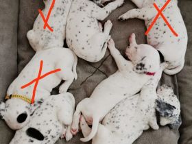 Dalmatiner -Beagel edelmix welpen