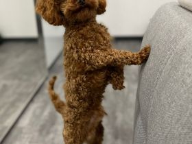 Maltipoo zum Verkäufen(Mini Malteser Mama/Pudel toy Papa)