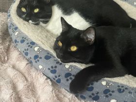 Bkh-Mixkatzen auszugsbereit DRINGEND