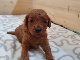 Rote Zwergpudel Welpen mit Ahnentafel zu verkaufen