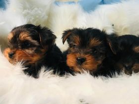 Yorkshire Terrier Welpen abzugeben