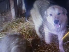 lieber,kastrierter Easy lebt im Außenzwinger in Rumänien und wir suchen ein Heim für ihn