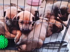 Rhodesian Ridgeback Welpen reinrassig