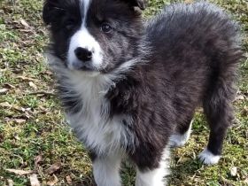 Border Collie Welpe Hündin reinrassig mit Ahnentafel / Papieren inkl. 5 Trainingsstunden