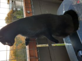 neues zu Hause Gesucht für 2 Fellis