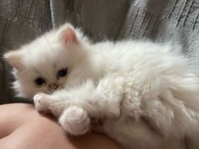 Persische Katze Kätzchen