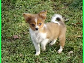 Hübsche Pomchi Welpen abzugeben