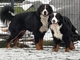 Wurfankündigung März 2023 Berner Sennenhunde
