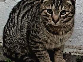 Kater sucht ein neues Zuhause