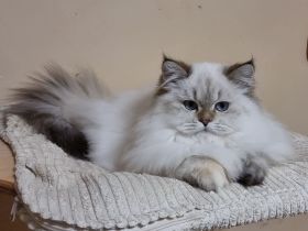 BLH britisch langhaar kitten, Kätzchen