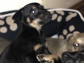 Süße Vierbeiner suchen liebevolles Zuhause