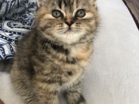 Zwei Perser katzenbabys