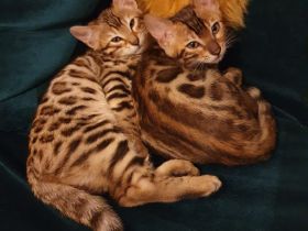 2 Bengalkitten Mädchen suchen gemeinsam liebevolles Zuhause
