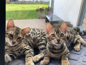 2 Bengalkitten Mädchen suchen gemeinsam liebevolles Zuhause