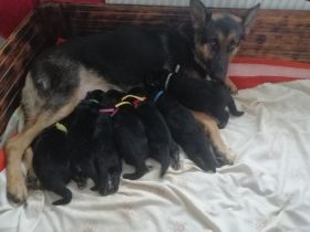 Verkaufe Deutsche Schäferhundwelpen