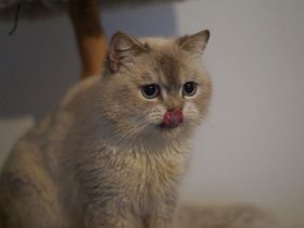 BKH Britisch Kurzhaar Männlich