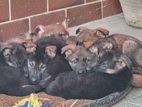 2 Deutsche Schäferhund Welpen
