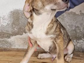 Mischlingsrüde Dusty