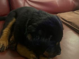 Rottweiler Welpen