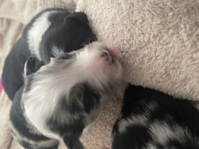 Wunderschöne Mini Australien Shepherd Welpen