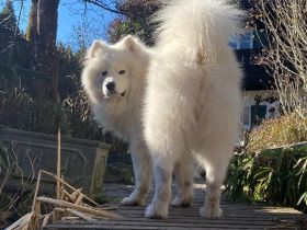 Deckrüde Snowy ein Samojede mit Papieren aus erfolgreicher Zucht wünscht sich gesunden Damenbesuch