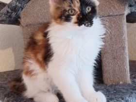 Wunderschöne Maine Coon