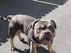 American Bully Deckrüde Blueline tricolor blue tri