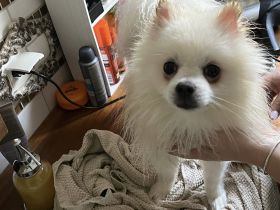 Kleinspitz Junge 8 Mon sucht Traumzuhause