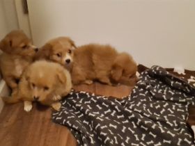 Süße Rasselbande sucht liebe Familie