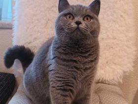 British Shorthair Kätzchen( w)