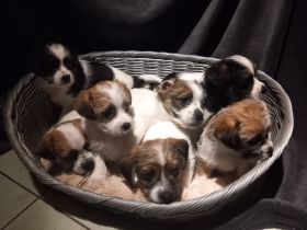 Havaneser Bolonka Jackrussel Welpen