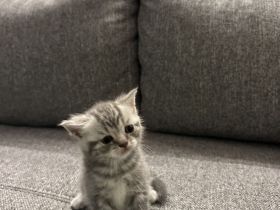 BKH Kitten Lilac und Silver Blue