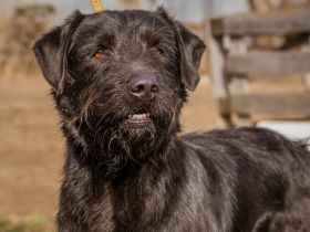 Szurtos, großer sportlicher Mann fordert Euch heraus