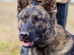 Batman, treuer Begleiter sucht Eure Stärke