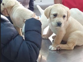 Rüde Labrador suncht Zuhause in Wien 1220