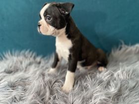 Boston Terrier Welpen mit Ahnentafel