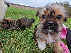 Mops Yorkshire  Terrier