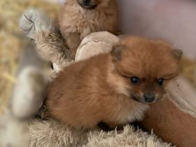 Pomeranian Zwergspitz Welpen :)