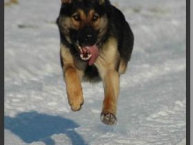 Schäferhündin, 7 Jahre alt