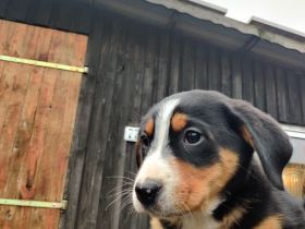 Großer Schweizer Sennenhund, Appenzeller Sennenhund, Mischling