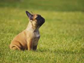 Französische Bulldogge Welpe