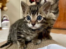 Zwei bengalische Kätzchen mit Stammbaum zu verkaufen