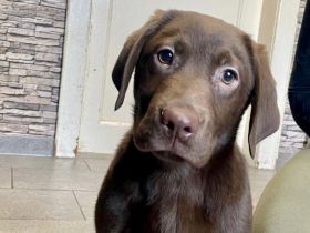 Reinrassige Labrador Welpen schwarz und braun