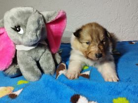 Langhaar Collie Welpen v VDH Züchter Ahnentafel