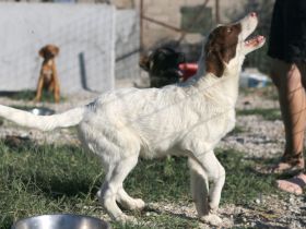 Triggie - Junghund ca 55cm, 20kg, Jagdhundmix