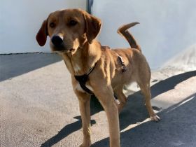 Eric - ein Charmeur mit Temperament, geboren 4-2022, 45cm