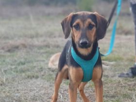 Erikos - ein schüchterner freundlicher Kerl, 1 Jahr, 45cm