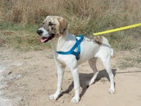 Aidan suchen ein Zuhause, Mischling, geb.11-2022