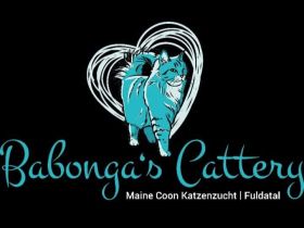 Babonga's Maine Coon Zucht